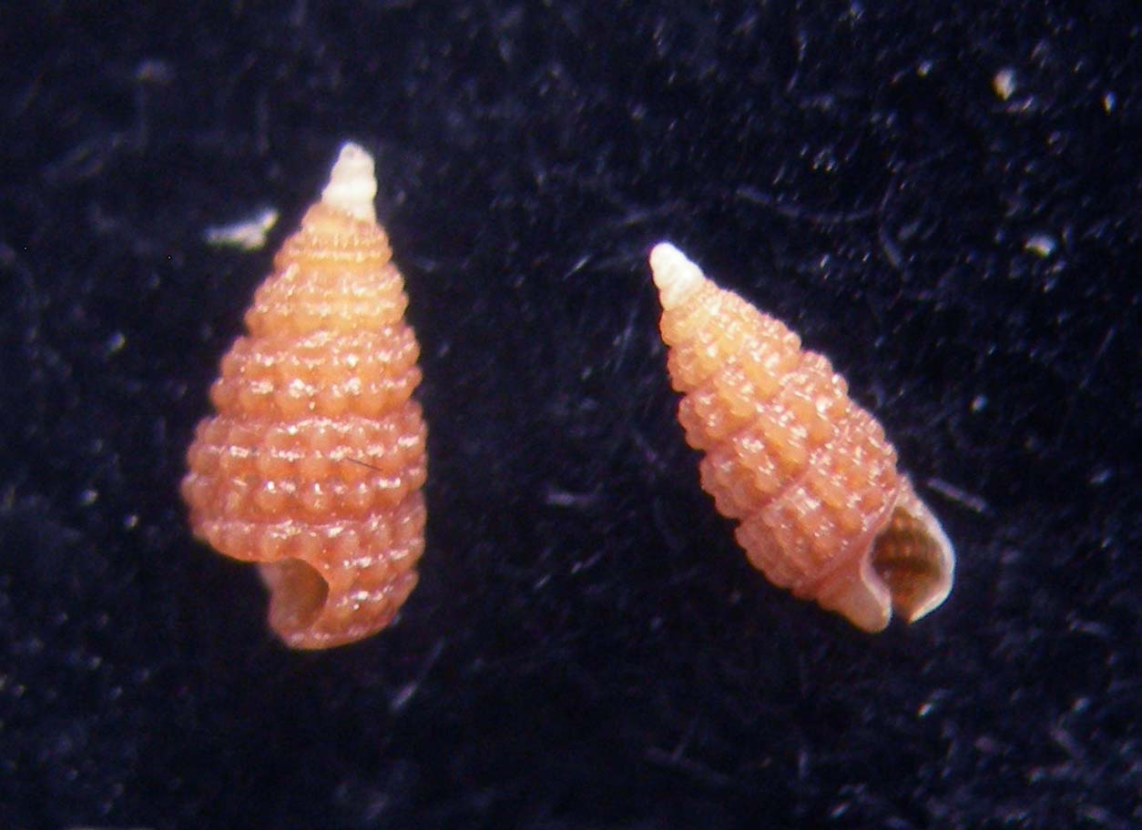 cerithiopsis ????????